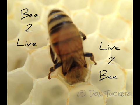Bee to Live ~ Live to Bee
